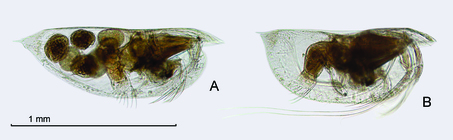 Euconchoecia sp. from Drapun & Smith, 2012