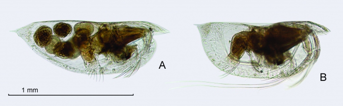Euconchoecia sp. from Drapun & Smith, 2012 Euconchoecia sp. from Drapun & Smith, 2012