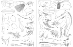 Euconchoecia sp. from Drapun & Smith (2012)
