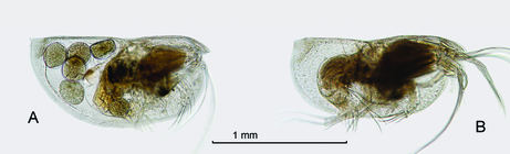 Euconchoecia cf. chierchiae G.W. Müller, 1891