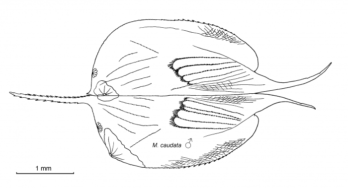 Halocyprididae Halocyprididae