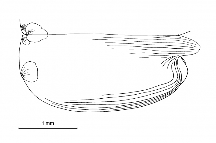 Paraconchoecia cophopyga (G.W. Müller, 1906) Paraconchoecia cophopyga (G.W. Müller, 1906)