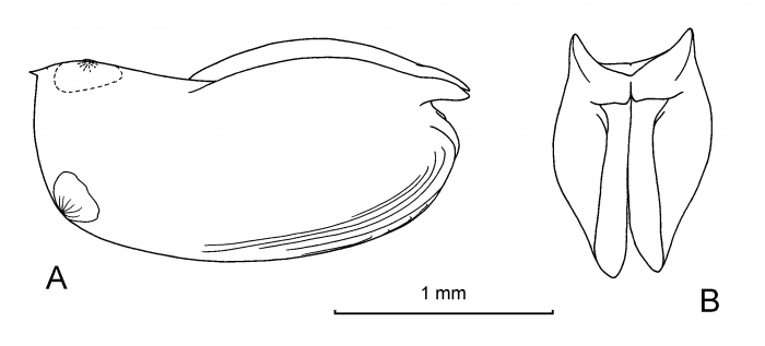 Paraconchoecia spinifera Claus, 1890