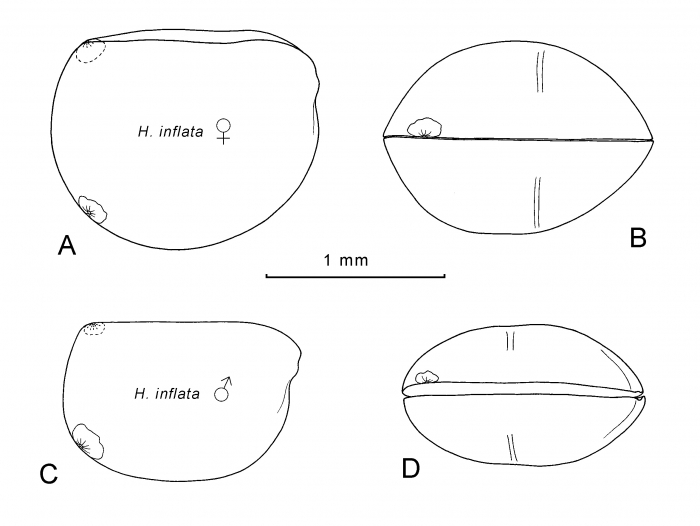 Halocypris inflata Dana, 1849 Halocypris inflata Dana, 1849