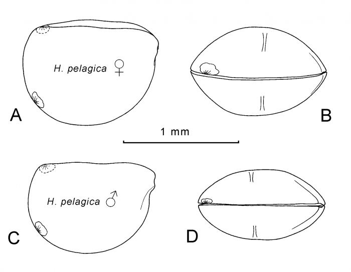 Halocypris pelagica Claus, 1890 Halocypris pelagica Claus, 1890