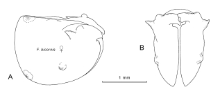 Fellia bicornis (G.W. Müller, 1906)