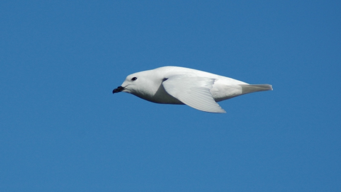 Snow Petrel