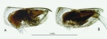 Discoconchoecia aff. tamensis (Poulsen, 1973)