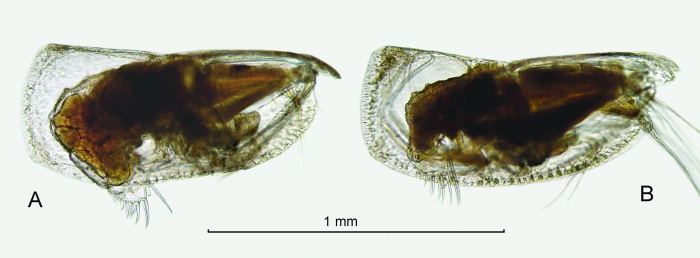 Discoconchoecia aff. tamensis (Poulsen, 1973) Discoconchoecia aff. tamensis (Poulsen, 1973)