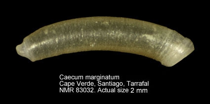 Caecum marginatum