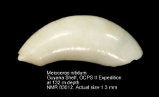 Meioceras nitidum