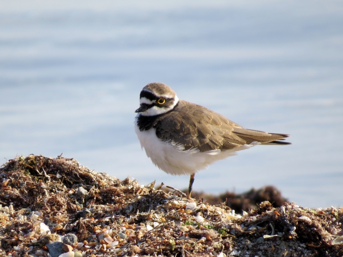 Little ringed plover (Charadrius dubius) Little ringed plover (Charadrius dubius)