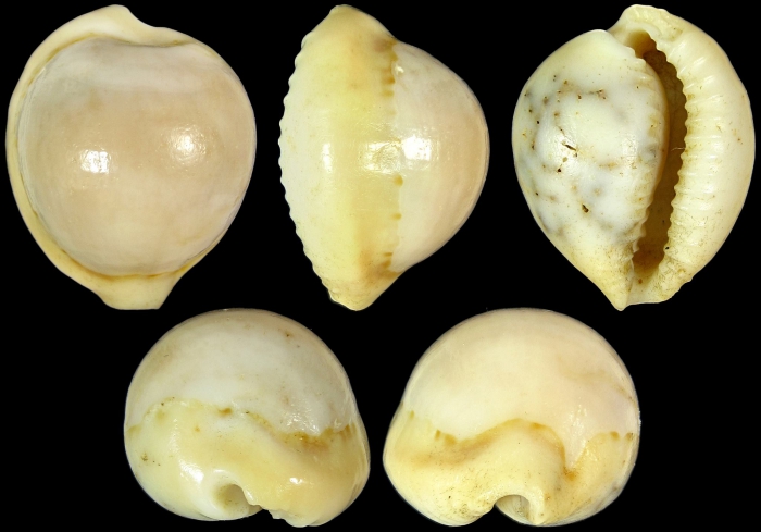 Cypraeovula connelli peelae Lorenz, 2002