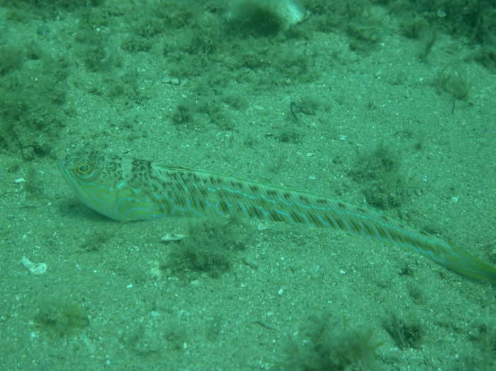 Trachinus draco Trachinus draco