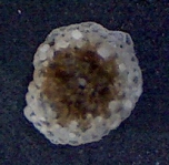 Planorbulina larvata, author: Dr.Graciela kahn