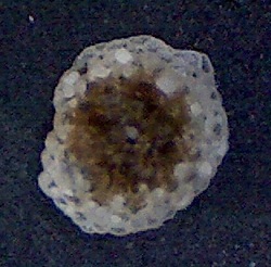 Planorbulina larvata 