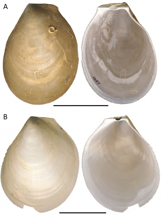 Acesta cryptadelphe sp. nov. Acesta cryptadelphe sp. nov.