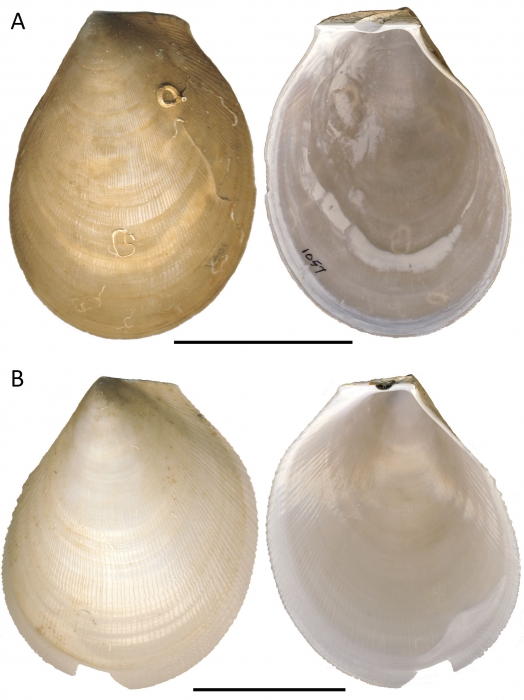 Acesta cryptadelphe sp. nov.