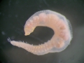 Polychaeta (bristle worms)