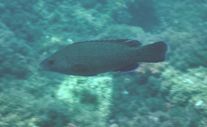 Labrus merula Labrus merula