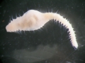 Polychaeta (bristle worms)