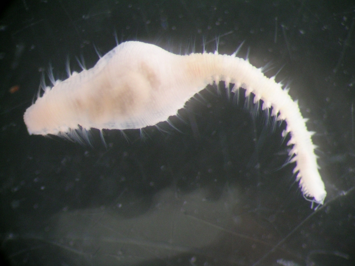 Scalibregma cf. celticum Scalibregma cf. celticum