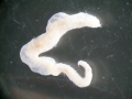 Polychaeta (bristle worms)