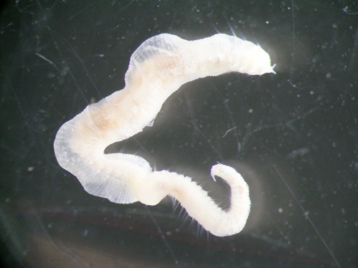 Sclerocheilus minutus