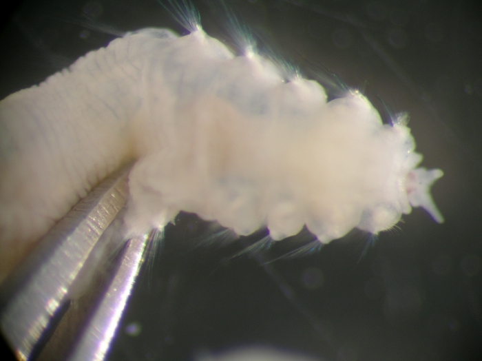Sclerocheilus minutus Sclerocheilus minutus