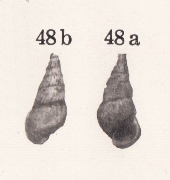 Rissoina formosana Nomura, 1935