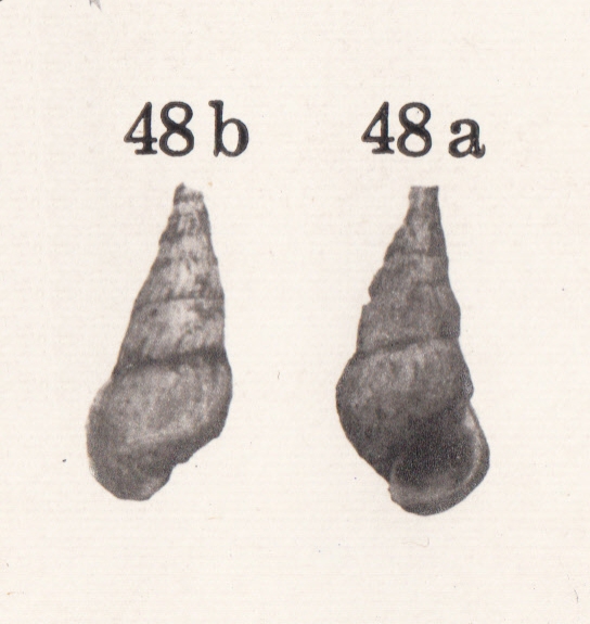 Rissoina formosana Nomura, 1935 Rissoina formosana Nomura, 1935
