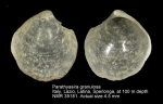 Parathyasira granulosa