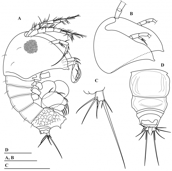 Parategastes pholpunthini sp. n.