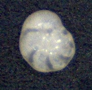 Rosalina bradyi, (Cushman, 1915), Mallorca SaComa Rosalina bradyi, (Cushman, 1915), Mallorca SaComa