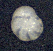 Rosalina bradyi, (Cushman, 1915), Mallorca SaComa