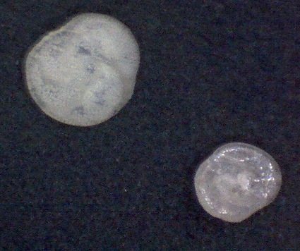 Rosalina bradyi, (Cushman, 1915), Mallorca SaComa Rosalina bradyi, (Cushman, 1915), Mallorca SaComa