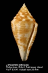 Conasprella articulata