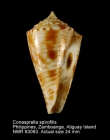 Conasprella spirofilis