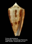 Conus glorioceanus