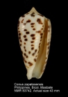 Conus zapatosensis