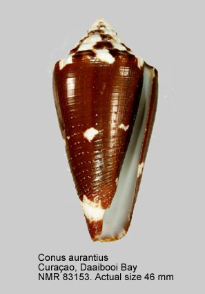 Conus aurantius