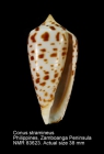 Conus stramineus