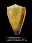 Conus sanguinolentus