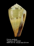 Conus vexillum