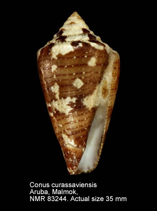 Conus curassaviensis