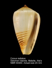 Conus radiatus