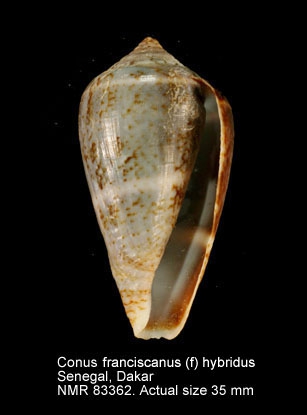 Conus franciscanus