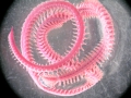 Polychaeta (bristle worms)