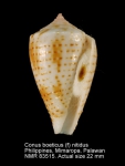 Conus boeticus
