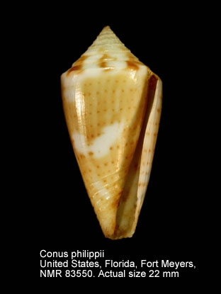 Conus philippii